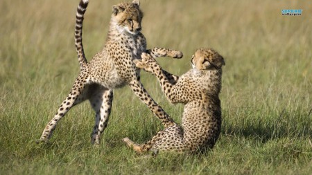 gepard